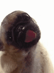 pic for Screen Licker Pug